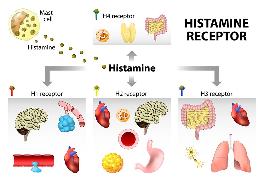 Histamine Receptors