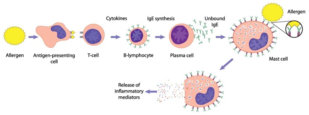 Mast cell activation