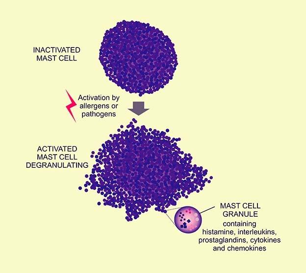 Mast cell degranulating